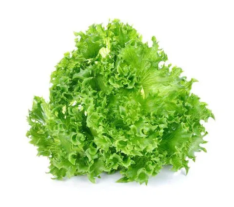 Lettuce Grand Rapids Seeds