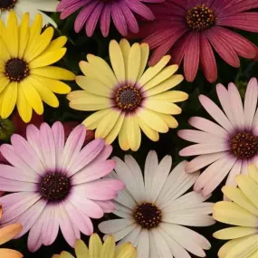 Osteospermum Akila Grand Canyon Mix Flower Seeds